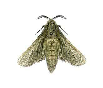 brown-house-moth